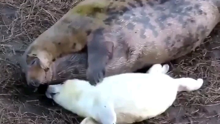 【Bao Bao】Membujuk anak tidur～～!!
