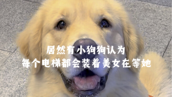 居然有小狗狗认为每个电梯都会装着美女在等她