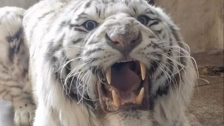 Huzi marah, YuanTou mendengus.