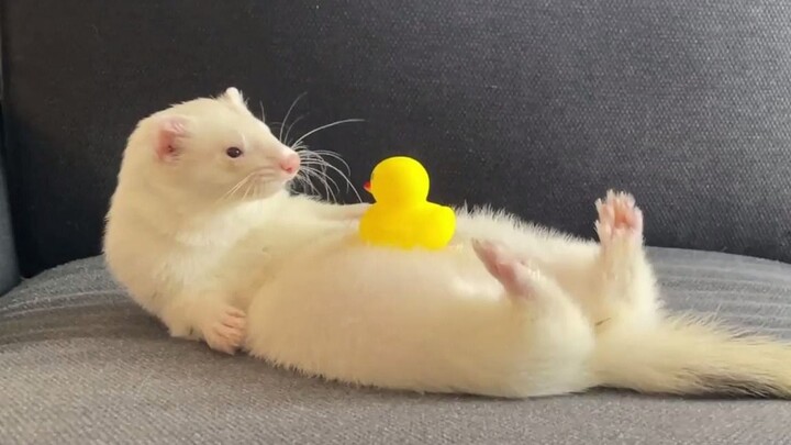 【Diau】Apa yang akan terjadi jika meletakkan seekor bebek kuning kecil di atas perut Diau?