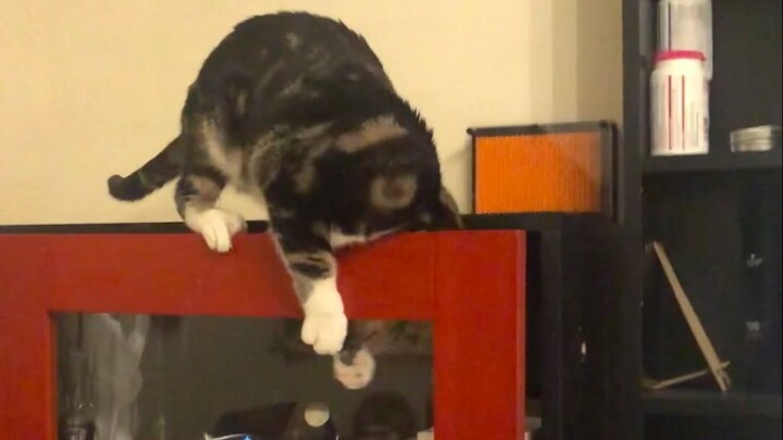 Feather Baby Part 2 — By the end of filming, I was laughing so hard my drool almost came out. Am I j