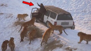 Ngeri !!! Nekat Nantangin Harimau Siberia, Begini Nasib Pria Ini.