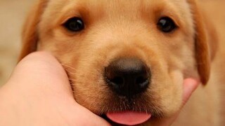 ลูกสุนัขโกลเด้นรีทรีฟเวอร์น่ารักเกินพิกัด - รวบรวมวิดีโอลูกสุนัขตลก 2016