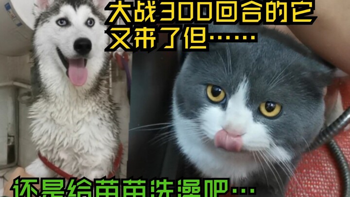 Anjing husky itu datang lagi dan bilang harganya naik 10 yuan… Lalu aku pun memandikan kucing Britis