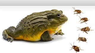 African Bullfrog VS Bombardier beetle