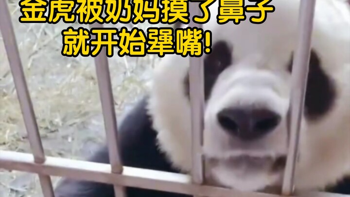 หลินหู่ถูกแม่นมลูบจมูกก็เริ่มเถียงเก่งขึ้นทันที!