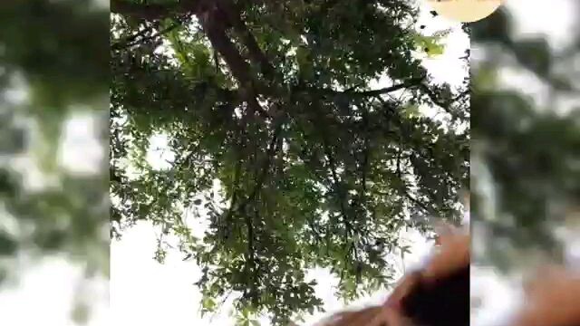 Ô ai zị nè