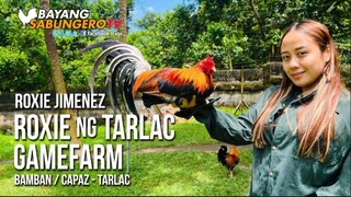 Roxie ng Tarlac Gamefarm - Roxie Jimenez