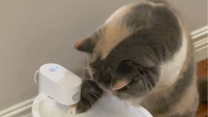 Kucing kecil Xiao Mei suka minum air cucian kaki.