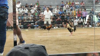 3 COCK DERBY FIGHT 1 - W