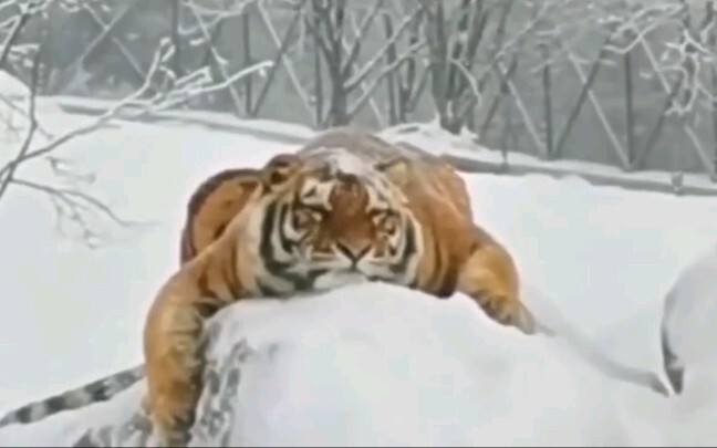 "Big cats are also cats"