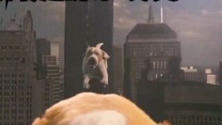 How happy it is when a dog gets super powers
