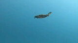 Mari Kita Lihat Bagaimana Kepiting Kecil Berenang