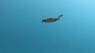 A video of a crab swimming under water