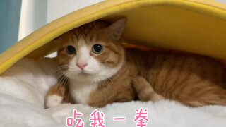 Meow Cat's Trouble Nest _(:з」∠)_