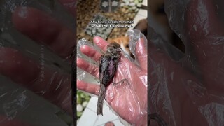 RIP little bird 🕊🥺 Bahagia di surga ya🤍 #shorts