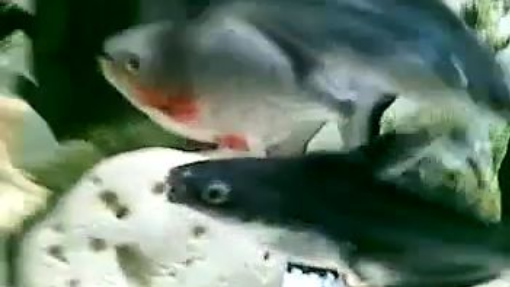 tiger oscar,red belly paco and blue liner naja shark .flv