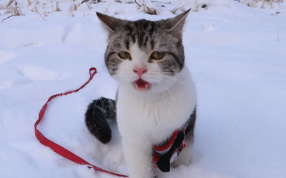Bawa anak kucing lihat salju untuk pertama kalinya, tapi dia malah main sampai keasyikan dan nggak m