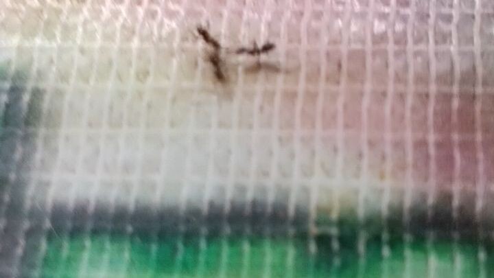 Ants have doctor's 🤣🤣🤣
