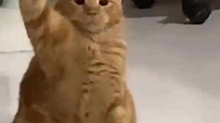 القط البرتقالي الذي يحب رفع يده (معناه غير واضح)