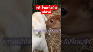^ดูรวมคลิปชุดนี้เต็มกดลิงค์ด้านบนเลยจ้า^ เข้าใจอะไรผิดหรือเปล่าพี่
