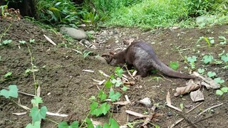 💖Otter Oshka Walking to the Creek- Marking her territory!    #otter