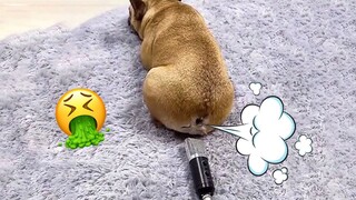 Dogs Reacting To Farts - The Funniest Videos Ever!| Pets Town