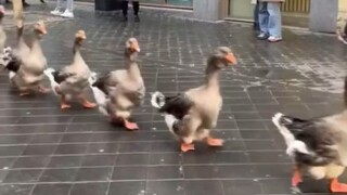 March of the Geese
