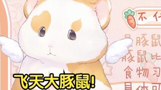 Hua Ling guinea pig has grown wings today! [Hua Ling Video 2]