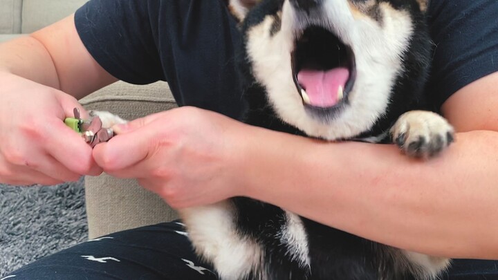 عِدني! لا تُقصّي أظافر شيبا إينو هكذا عشوائيًّا...