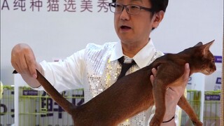 Ông tiên vuốt mèo trực tuyến