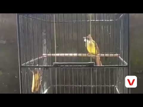 PANCINGAN SUARA CUCAK JENGGOT YANG MACET BUNYI