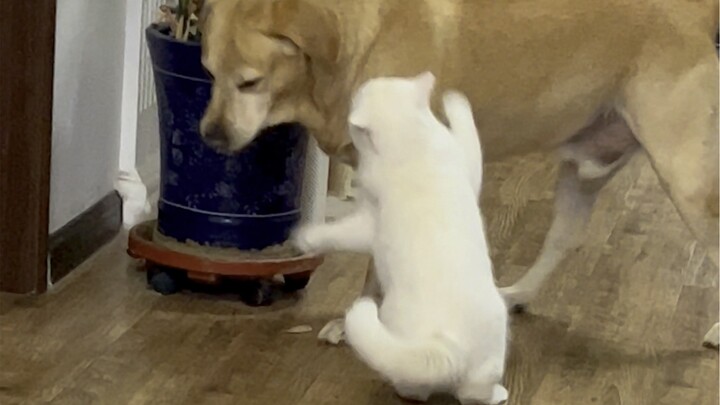 Hari yang Membosankan si Anjing Kuning