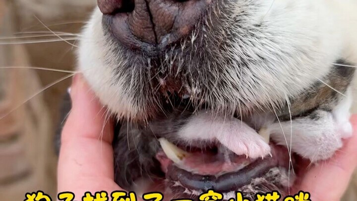 Thật sự là không có chú mèo nào mà Tư Nghị không tìm được đâu! Cậu bạn thân chó của Tư Nghị, bé Bát 