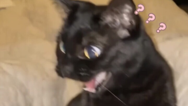 “Đại hội hành vi rối loạn ở động vật 445”