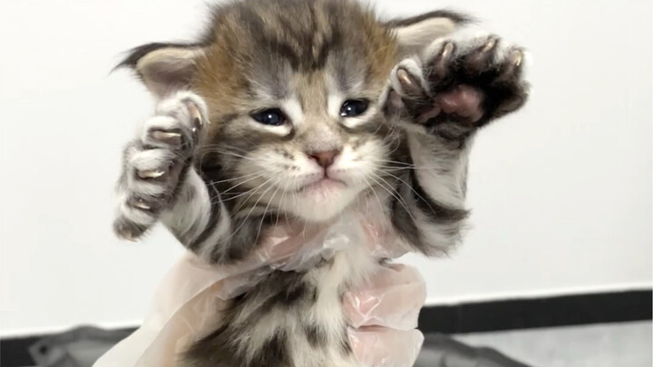 The Growth Stages of Clip Cat