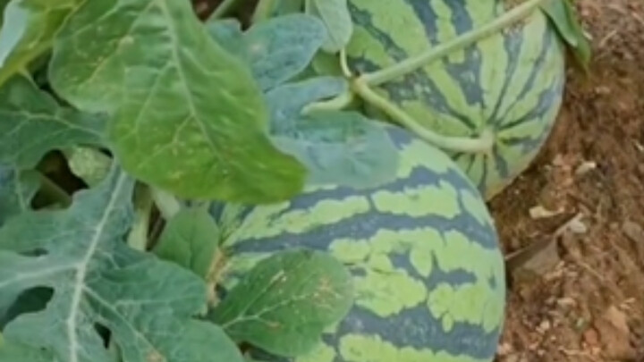 You can’t sell it, and we can’t afford it.