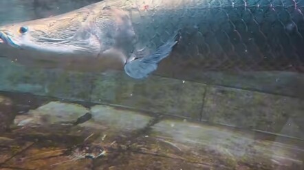 It’s here, it’s here—here he comes, bringing the special effects with him!