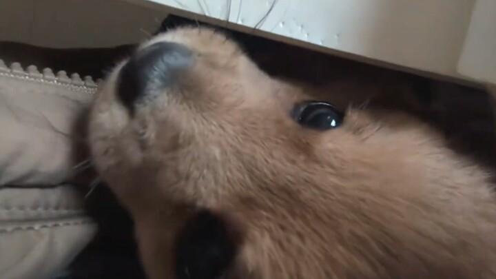 إذن اصطلاح "يَقْرُصُ الكلمات ويُعِيد تذوّقها" لطيف وظريف إلى هذا الحد!