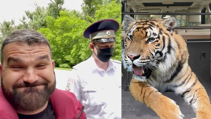 When Russian Traffic Police Discover a Tiger in the Trunk…