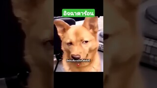 อิจฉาตาร้อน