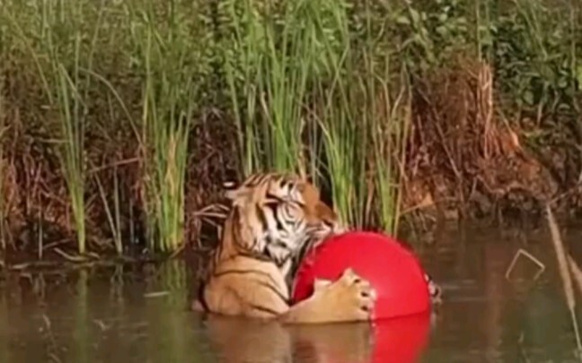 ตัวนี้แน่ใจนะว่าเป็นเสือ? ฉันอยากจิ้มลูกบอลของมันให้แตกเหลือเกิน แล้วมันจะร้องไห้มั้ยนะ?