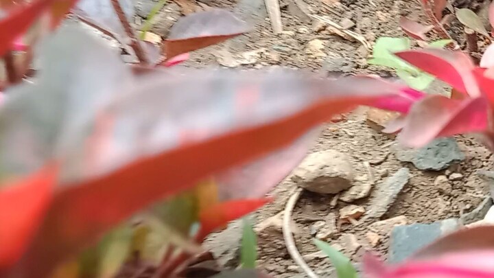 the beauty of Nature