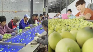 杭州奶奶工坊日剥2吨莲子，你吃的莲子可能就是她们剥的哦