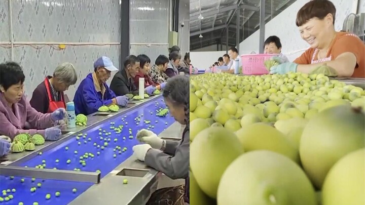 Setiap hari, para nenek di Hangzhou mengupas 2 ton biji teratai; bisa jadi biji teratai yang kamu ma