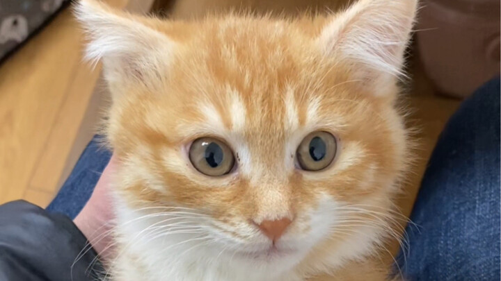 猫德教育的优秀成果，一窝六只，猫才兼备