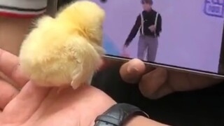 «أفضل 160 مقطع لسلوك الحيوانات المضلل»