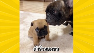 สัตว์เลี้ยงพื่อนขนปุย : ตัวจิ๋วจอมซน