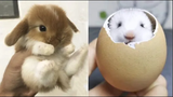 น่ารักมาก! Cutest baby animals Videos Compilation Cute moment of the Animals - Cutest Animals 29