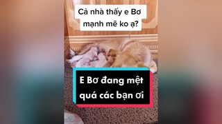 Cả nhà tiếp sức cho e Bơ và bố của e Bơ nữa ha. Tớ mệt quá huhu.  cunyeucuadua chó chócon chókhôn chócute